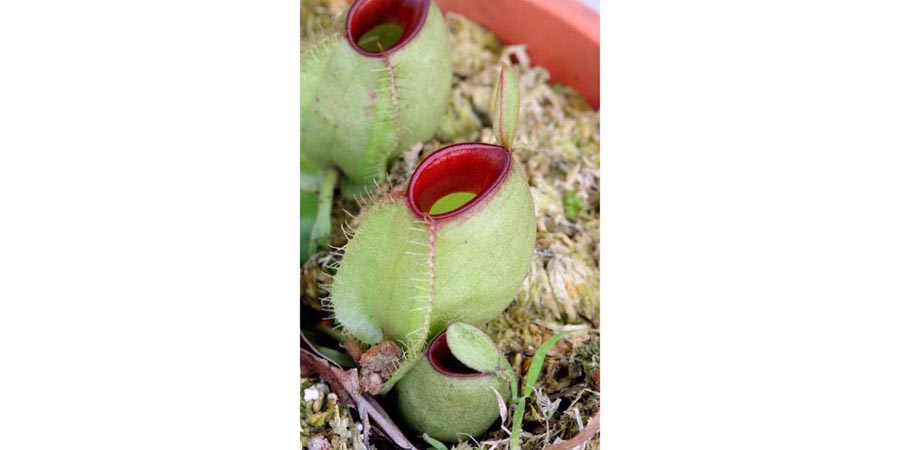 Nepenthes Ampullaria (Hotlip)