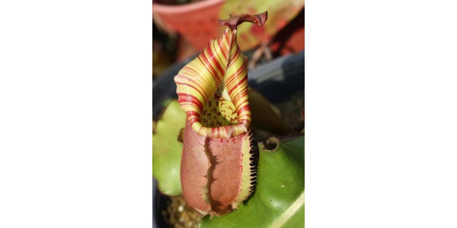 Nepenthes Vetchii