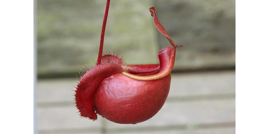 Nepenthes Viking
